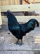 Ayam Cemani Fertilized Hatching Eggs