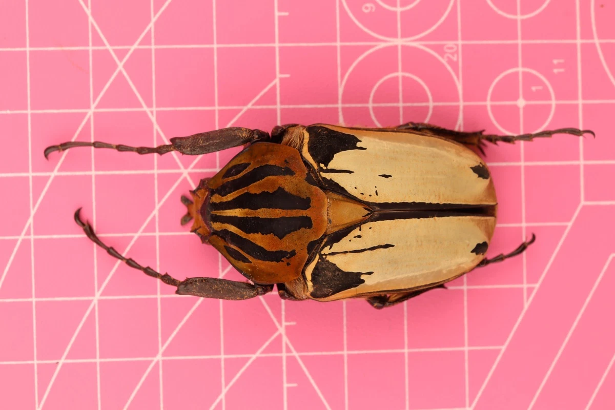 Goliathus Beetle for sale | eBay