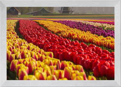 Niederlande Tulpenfelder Gerahmtes Wandbild Poster Leinwanddruck Bild