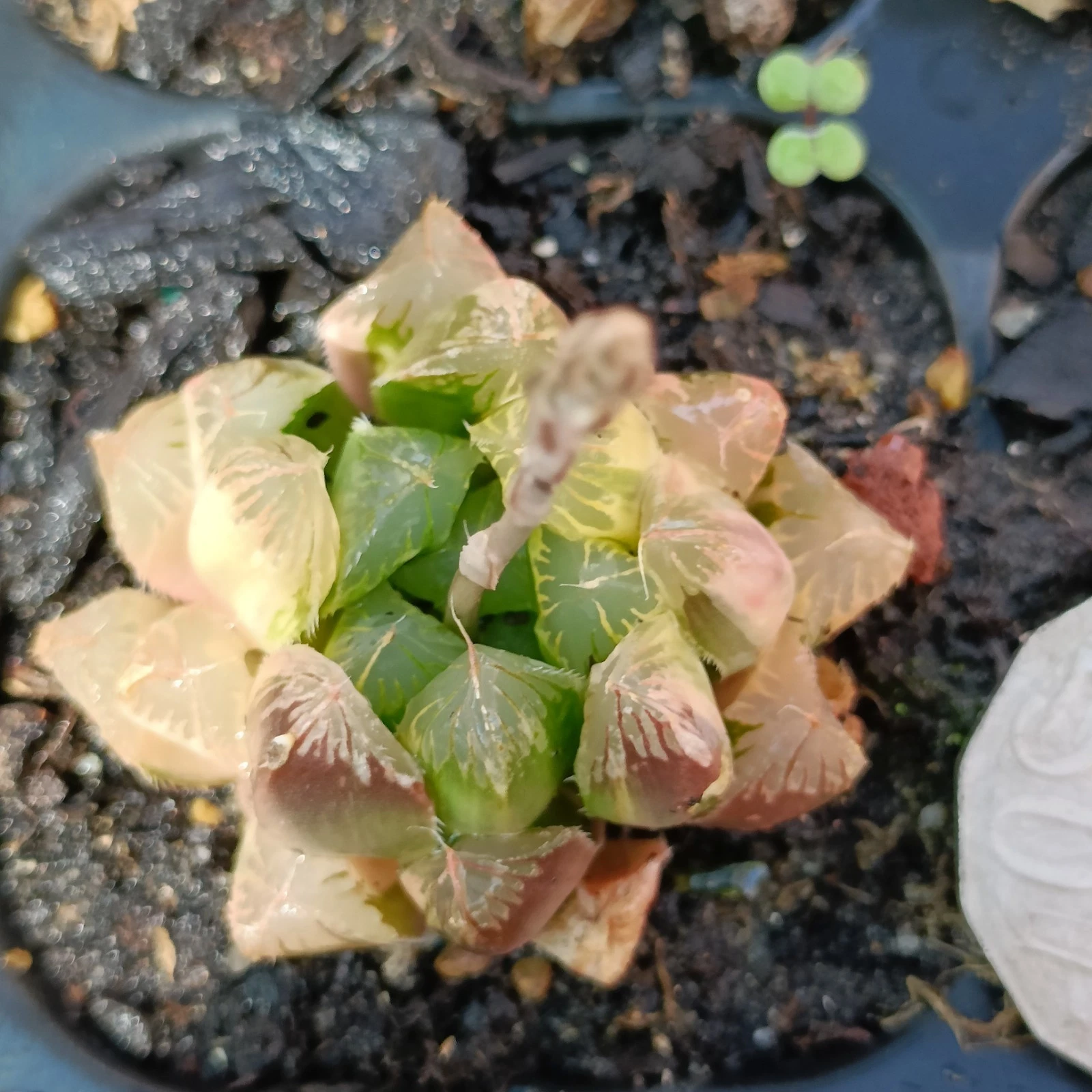 Haworthia Cooperi Var. Pilifera Variegated rare Succulent plant
Opens in a new window or tab