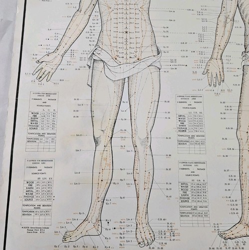 Vintage 1975 Acupuncture Chart Anterior & Posterior View C&T Paciorek 38×28 READ - Picture 10 of 15