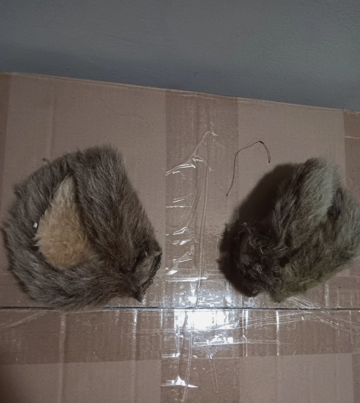 Chuck E Cheese Pizza Time Theater The King Animatronic Original Pair Of Ears