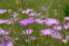 Corn Cockle (Agrostemma githago) Wildflower seed. 1g Approx. 60 seeds. 2290.00 per kilo