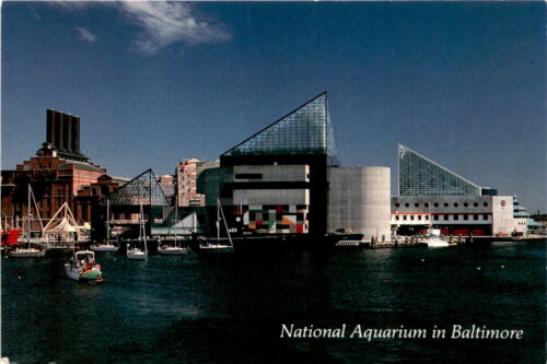 Baltimore, National Aquarium, Marine Mammal Pavilion, Beluga Whales, Postcard