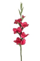 artplants KüNstliche Blume Gladiole Kivana, Fuchsia, 90Cm