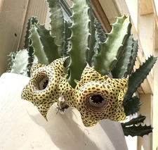 3 Huernia Guttata Hybrids Offsets Stapelia Orbea Succulents Cactus