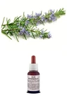 Pure Essential Oil Rosemary Natural Food Grade / Cosmetic AROMATHERAPY