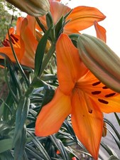 Three Orange Tiger Lily Bulbs (Lilium asiatic) Free UK Postage