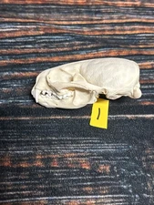 Real XL River Otter Skull Unique Christmas Gift Craft Animal Mount Art Model