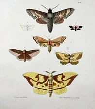 1854 Pease lith; Emmons - Butterflies Moths - hand coloured stone lithograph