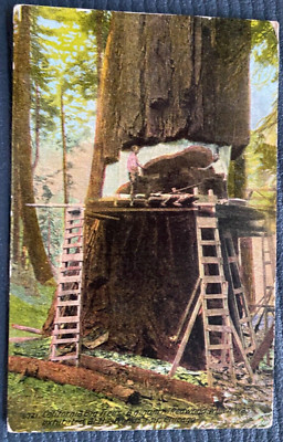 VIntage Postcard CA Redwood Exhibited At Chicago Worlds Fair (Posted-Jan-1915)