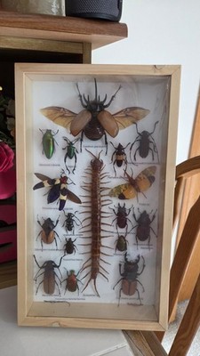 RARE MIX INSECTS DISPLAY BOX IN WOOD FRAME BEHIND GLASS 8'' BY 13.75''