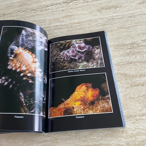 Marine Photography: Underwater Bahamas - Bob Friel - Diving / Coral Reef 1993 - Picture 15 of 20