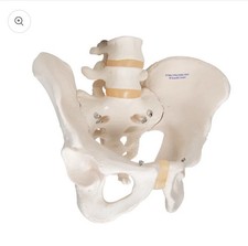 Human Male Pelvis Skeleton Model