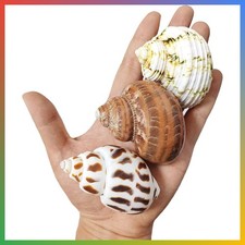 3PCS Hermit Crab Shells 1-1.3'' Opening Seashells Replacement