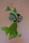 RARE PLATYCERIUM HILLII EXDRA PORTO IN 4" POT - STAGHORN US GROWN — photo 3