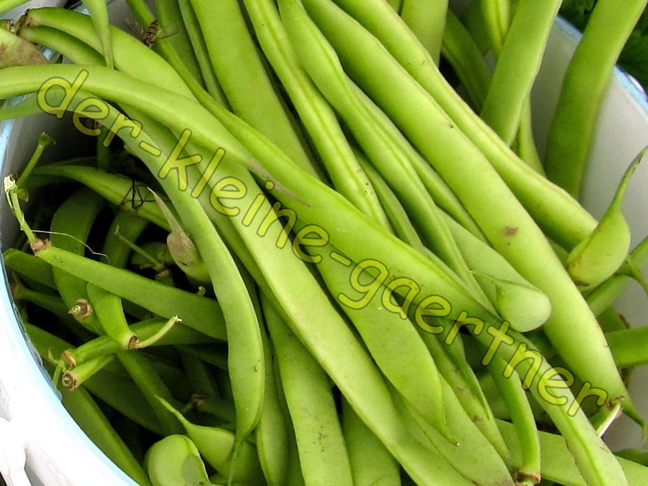 GRÜNE BUSCHBOHNEN ALTE SORTE FADENFREIE BOHNE ERTRAGREICH LECKER BOHNEN ...