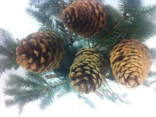 Large  Jeffrey Pine Cones 5-9" Golden Color. For Holidays, Crafts, Birdfeeders.