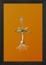 Quadro vintage Scilla Lingulata con cornice poster arte da parete stampa su tela