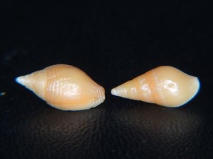 MITRA "STRIGATELLA" ACUMINATA:JIM MCDOWALL COLL +11mm ( INCL ORIGINAL ID LABEL)!