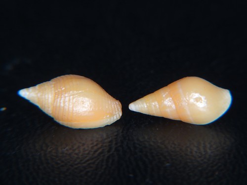 MITRA "STRIGATELLA" ACUMINATA:JIM MCDOWALL COLL +11mm ( INCL ORIGINAL ID LABEL)!
