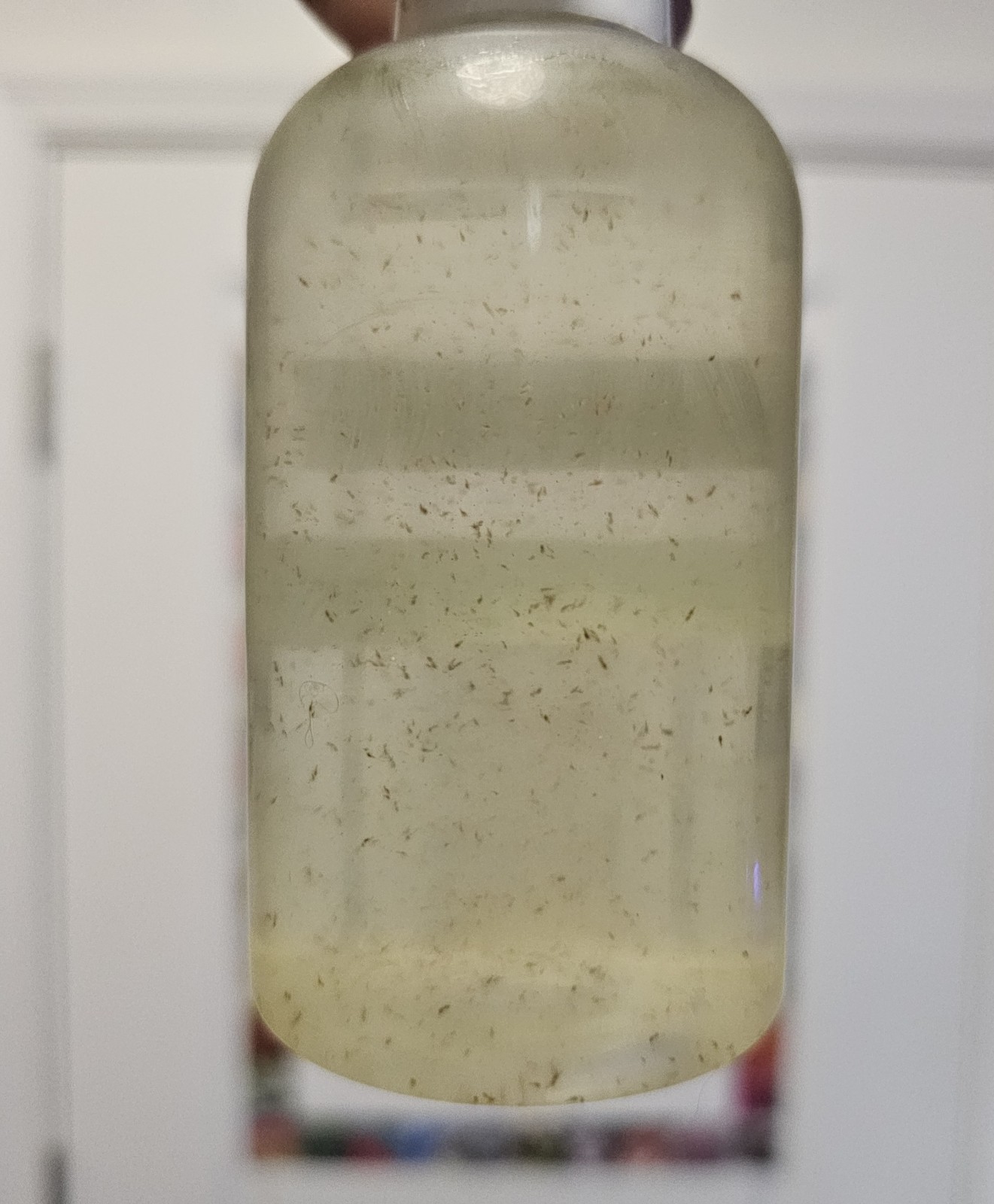 *LIVE REEF FOOD* Apex Copepod Cultures