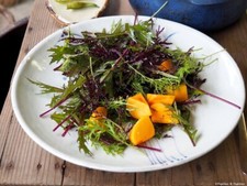 salade Moutarde de Chine rouge bio 80 graines mesclun salade