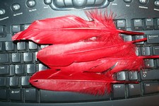 Fly Tying Red Ibis Sub for tails and cheeks on wets lures and nymphs H16