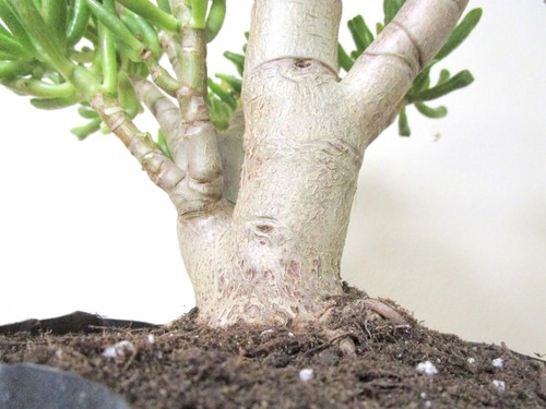 Big Jade Gollum Crassula plant for shohin mame bonsai tree thick trunk #4 - Picture 4 of 4