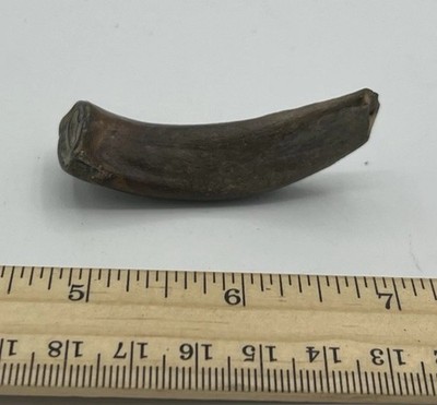 Prehistoric Fossil Horse Tooth Equus Hemionus Pleistocene Harbin China EH4
