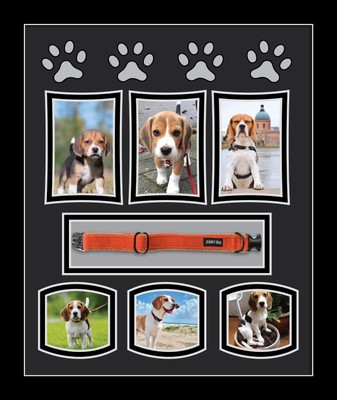 dog collar picture frame