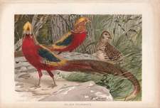 1893 Hand Finished Chromolithograph of Golden Pheasants.
