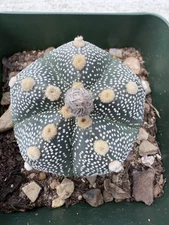 Astrophytum asterias  Five Ribs Very Cute! Large Tufts