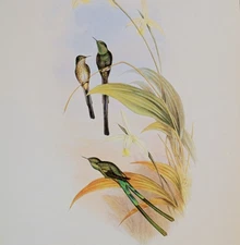 Vintage Gould BOGOT TRAI-BEARER Hummingbird Bird Art Print Bookplate 167