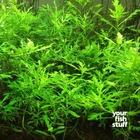Water Wisteria Hygrophila difformis Live Aquarium Plant- *BUY 1 GET 1 at 50% OFF
