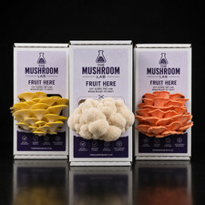 Mushroom Grow Kit Mix & Match Species | Grow Your Own Gourmet Mushrooms