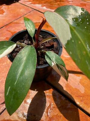Philodendron Pink Princess 