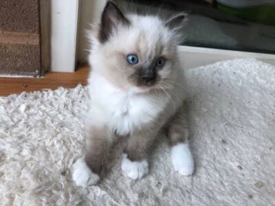 ragdoll cats gumtree