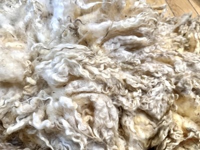 6.8 lbs White Romney Raw Wool Fleece, Full Year s Growth, Fleece #10