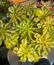Imported Succulent live plant Rare succulent home decor Aeonium Sun God #F21