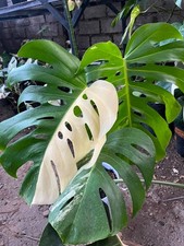 Real Picture Monstera Deliciosa Albo Halfmoon Variegated Rare Plant