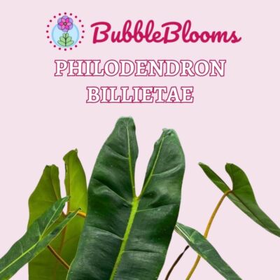 philodendron bipennifolium aurea Philodendron Bipennifolium Aurea 'Golden Violin' - Rare Golden Violin