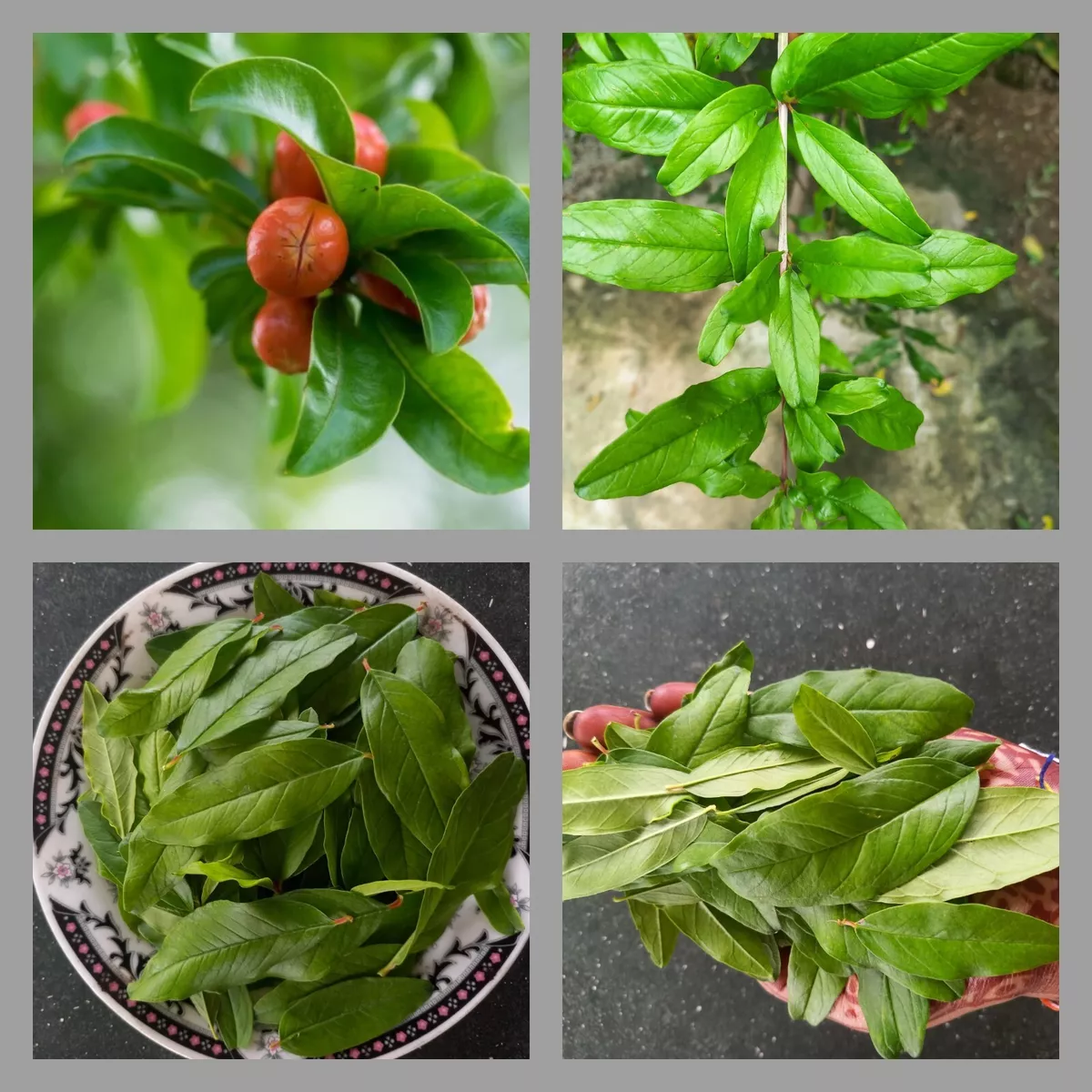 New Dried Organic Pomegranate Leaves 300 Fresh Natural herbal Tea