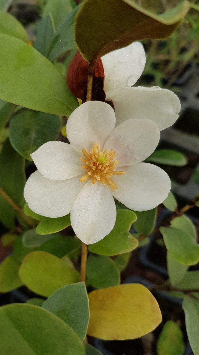 Magnolia Michelia laevifolia Gail's favorite conteneur plante extérieur
