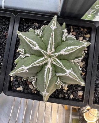 1pc 8.15cm. Six-ribbed Walnut Astrophytum asterias premium cactus for collection