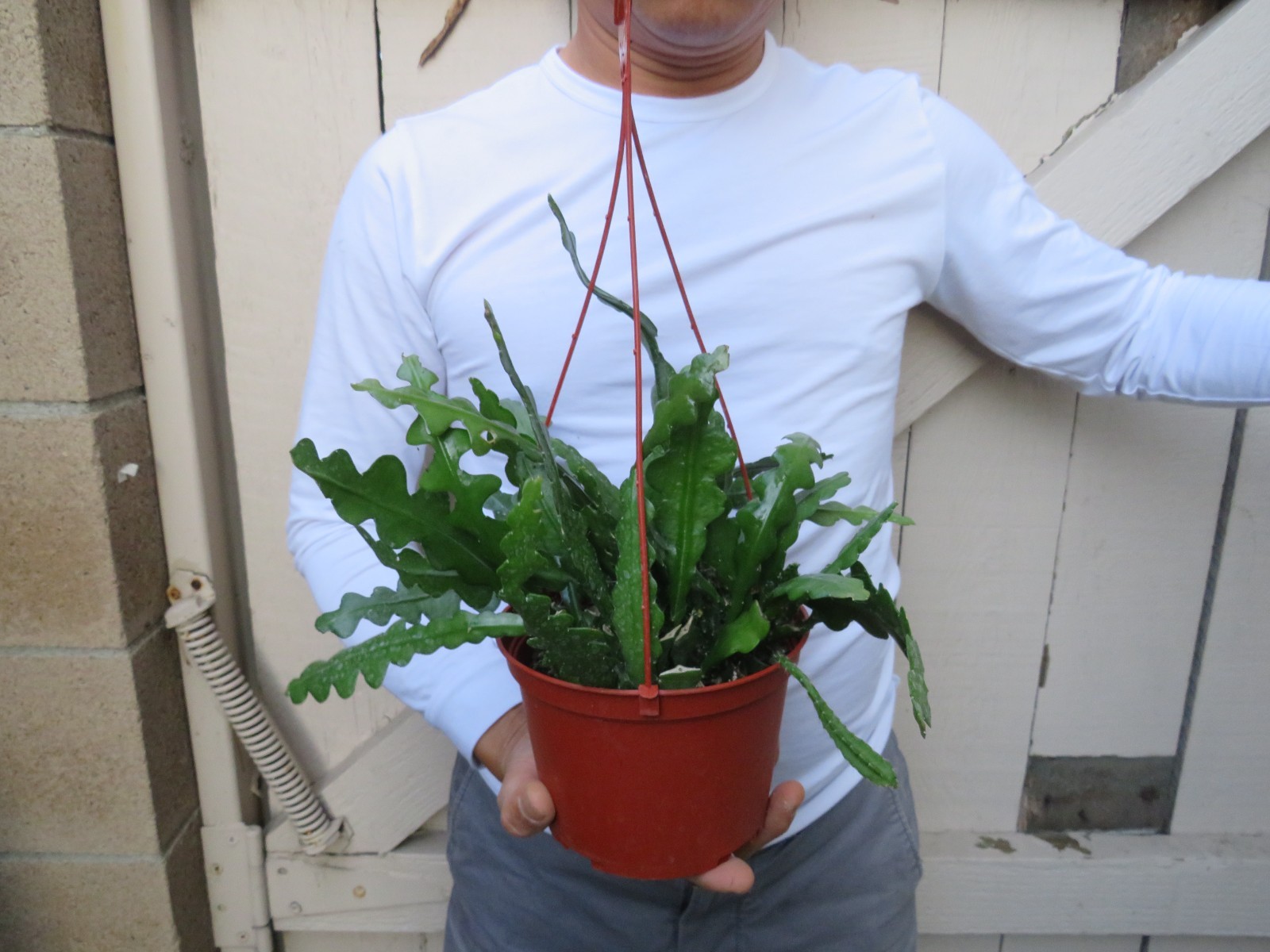 Cryptocereus anguliger Ric Rac Fishbone Cactus Succulent