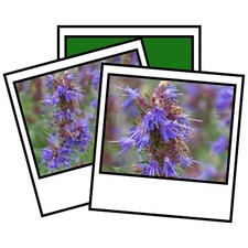 Hyssopus Officinalis Hyssop Seeds Hardy Perennial Herb Shrub