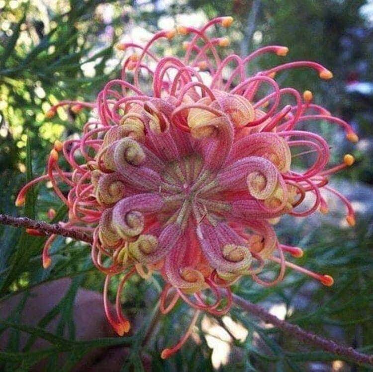 20 Passion Bee flower garden flower seeds for spring summer gmo organic  colorfu | eBay