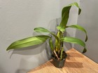 Lc. Mem. Francis Takakura `Clyde' Original DIvision Blue Cattleya Orchid Plant — photo 3