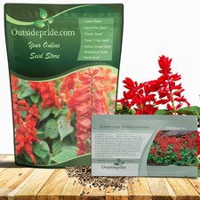 5000 Seeds Scarlet Sage Seeds For Planting  Salvia Perennial Wildflower Seeds